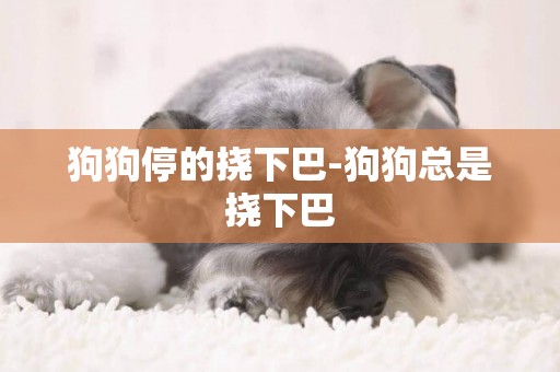 狗狗停的撓下巴-狗狗總是撓下巴