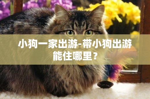 小狗一家出游-帶小狗出游能住哪里？