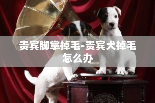 貴賓腳掌掉毛-貴賓犬掉毛怎么辦
