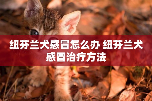 紐芬蘭犬感冒怎么辦 紐芬蘭犬感冒治療方法