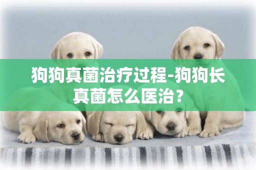 狗狗真菌治療過程-狗狗長真菌怎么醫治？