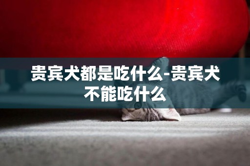 貴賓犬都是吃什么-貴賓犬不能吃什么