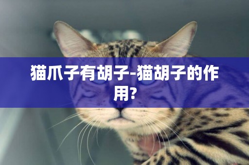 貓爪子有胡子-貓胡子的作用?