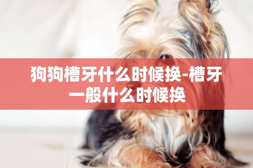 狗狗槽牙什么時候換-槽牙一般什么時候換