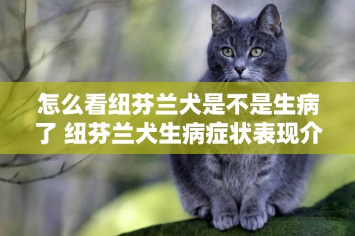 怎么看紐芬蘭犬是不是生病了 紐芬蘭犬生病癥狀表現介紹