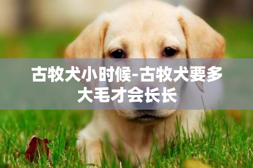 古牧犬小時候-古牧犬要多大毛才會長長