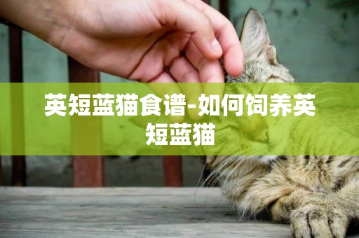 英短藍貓食譜-如何飼養英短藍貓