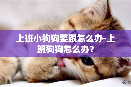 上班小狗狗要跟怎么辦-上班狗狗怎么辦？