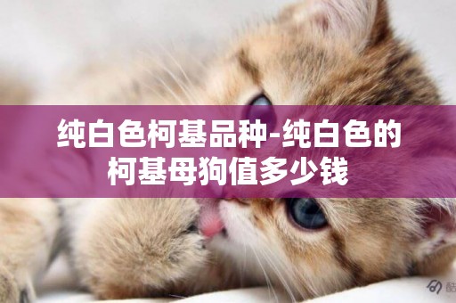 純白色柯基品種-純白色的柯基母狗值多少錢