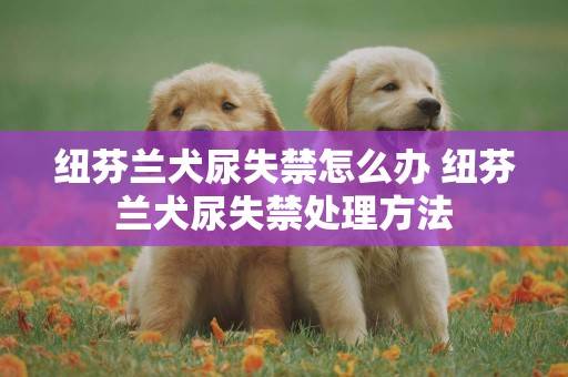 紐芬蘭犬尿失禁怎么辦 紐芬蘭犬尿失禁處理方法