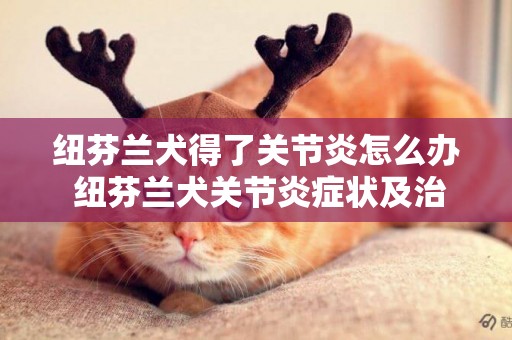 紐芬蘭犬得了關節炎怎么辦 紐芬蘭犬關節炎癥狀及治療方法