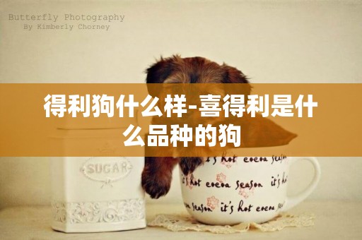 得利狗什么樣-喜得利是什么品種的狗