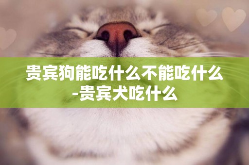 貴賓狗能吃什么不能吃什么-貴賓犬吃什么