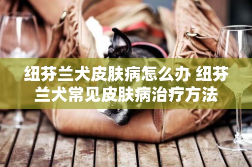 紐芬蘭犬皮膚病怎么辦 紐芬蘭犬常見皮膚病治療方法