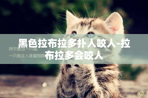 黑色拉布拉多撲人咬人-拉布拉多會咬人
