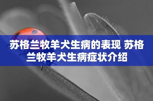 蘇格蘭牧羊犬生病的表現 蘇格蘭牧羊犬生病癥狀介紹