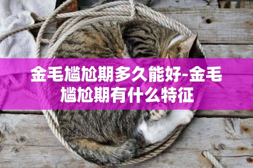 金毛尷尬期多久能好-金毛尷尬期有什么特征