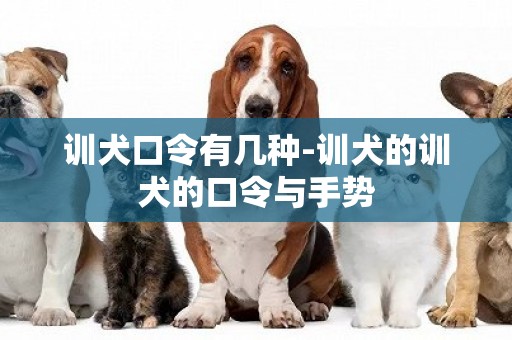 訓犬口令有幾種-訓犬的訓犬的口令與手勢
