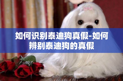 如何識別泰迪狗真假-如何辨別泰迪狗的真假