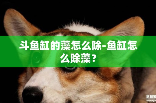 斗魚缸的藻怎么除-魚缸怎么除藻？