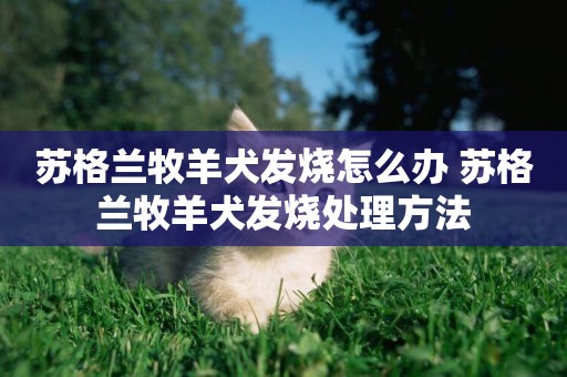 蘇格蘭牧羊犬發燒怎么辦 蘇格蘭牧羊犬發燒處理方法