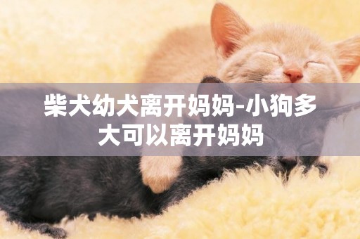柴犬幼犬離開媽媽-小狗多大可以離開媽媽