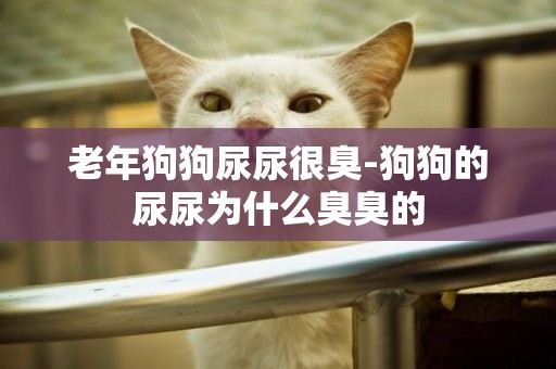 老年狗狗尿尿很臭-狗狗的尿尿為什么臭臭的