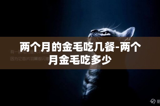 兩個月的金毛吃幾餐-兩個月金毛吃多少