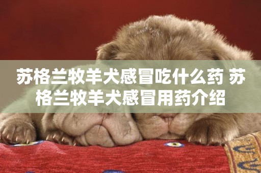 蘇格蘭牧羊犬感冒吃什么藥 蘇格蘭牧羊犬感冒用藥介紹