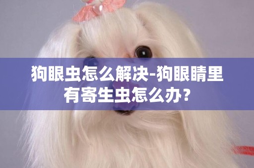 狗眼蟲怎么解決-狗眼睛里有寄生蟲怎么辦？