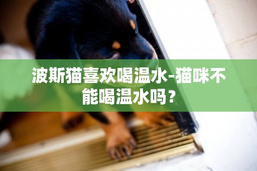 波斯貓喜歡喝溫水-貓咪不能喝溫水嗎？