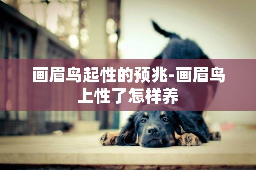 畫眉鳥起性的預兆-畫眉鳥上性了怎樣養