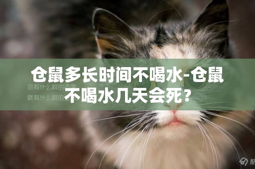 倉鼠多長時間不喝水-倉鼠不喝水幾天會死？