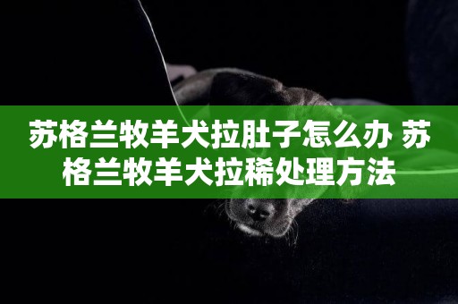 蘇格蘭牧羊犬拉肚子怎么辦 蘇格蘭牧羊犬拉稀處理方法