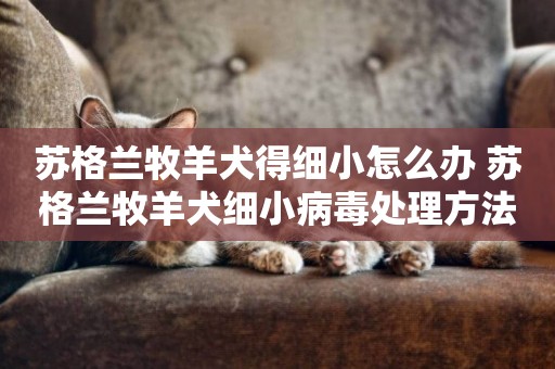 蘇格蘭牧羊犬得細小怎么辦 蘇格蘭牧羊犬細小病毒處理方法