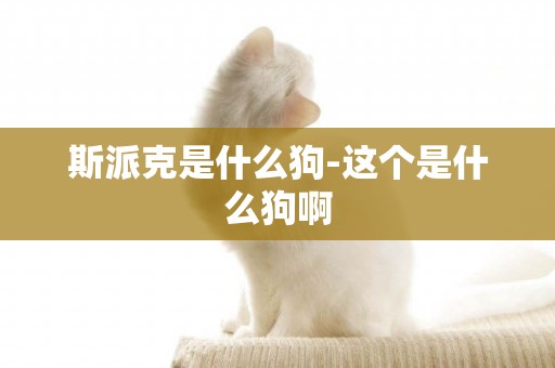 斯派克是什么狗-這個是什么狗啊