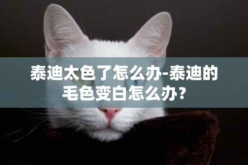 泰迪太色了怎么辦-泰迪的毛色變白怎么辦？