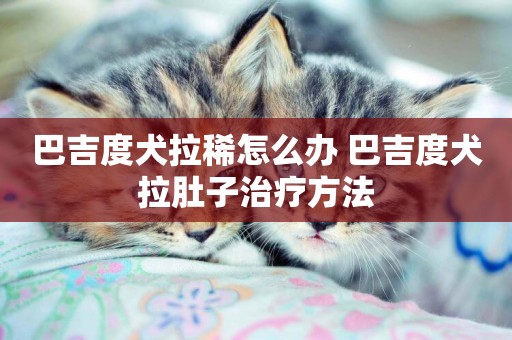 巴吉度犬拉稀怎么辦 巴吉度犬拉肚子治療方法