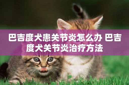 巴吉度犬患關節炎怎么辦 巴吉度犬關節炎治療方法