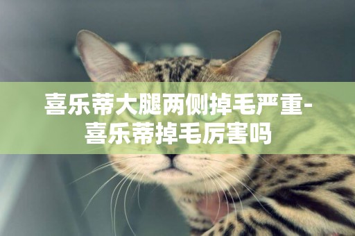 喜樂蒂大腿兩側掉毛嚴重-喜樂蒂掉毛厲害嗎