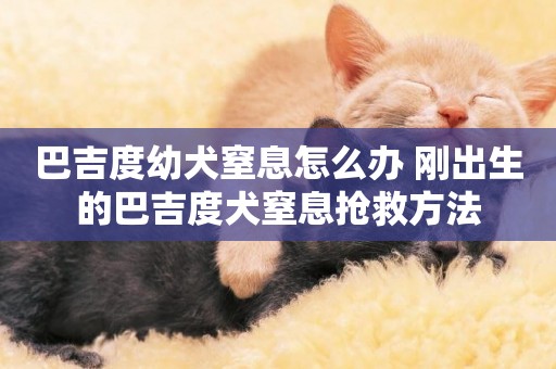 巴吉度幼犬窒息怎么辦 剛出生的巴吉度犬窒息搶救方法