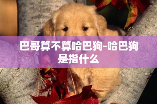 巴哥算不算哈巴狗-哈巴狗是指什么