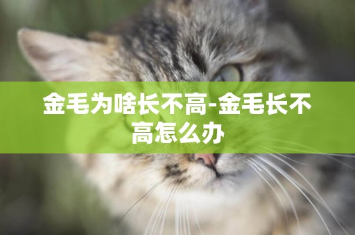 金毛為啥長不高-金毛長不高怎么辦