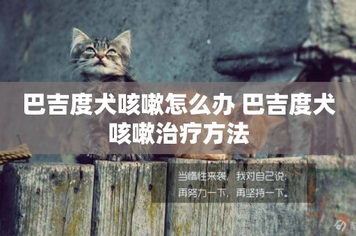 巴吉度犬咳嗽怎么辦 巴吉度犬咳嗽治療方法