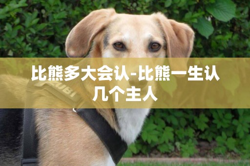 比熊多大會認-比熊一生認幾個主人
