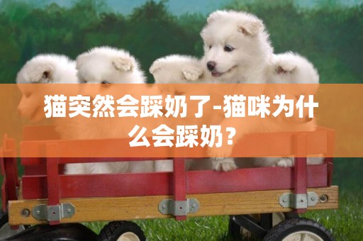 貓突然會踩奶了-貓咪為什么會踩奶？
