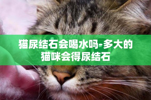貓尿結石會喝水嗎-多大的貓咪會得尿結石