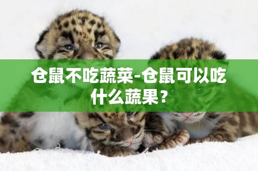 倉鼠不吃蔬菜-倉鼠可以吃什么蔬果？