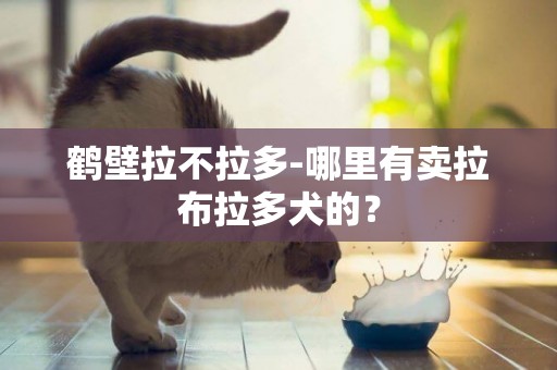 鶴壁拉不拉多-哪里有賣拉布拉多犬的？