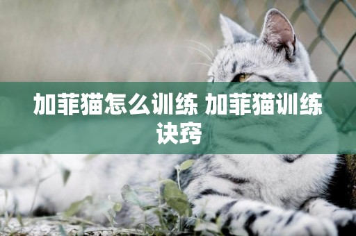 加菲貓怎么訓練 加菲貓訓練訣竅